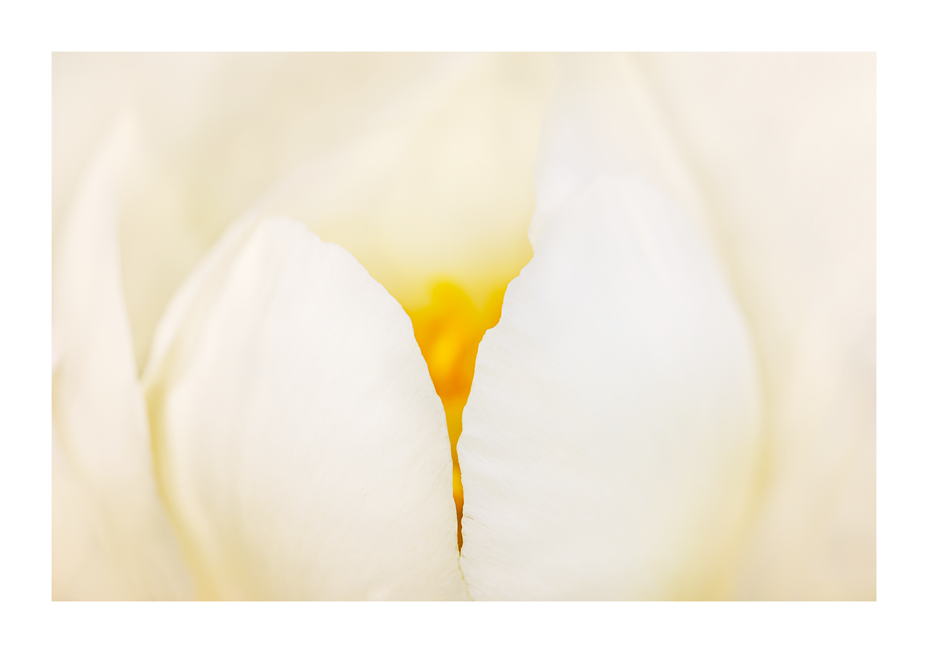 Collection printemps été